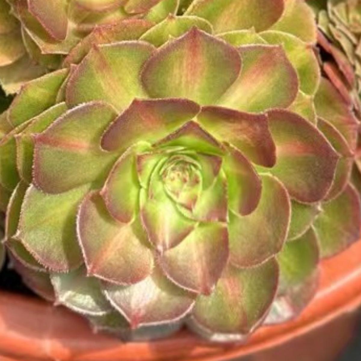 Aeonium MochaCutting 10cm