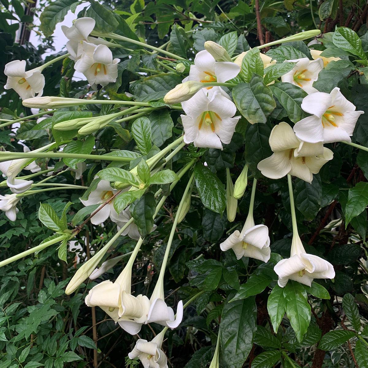 African Angel Trumpet (Euclinia longiflora)