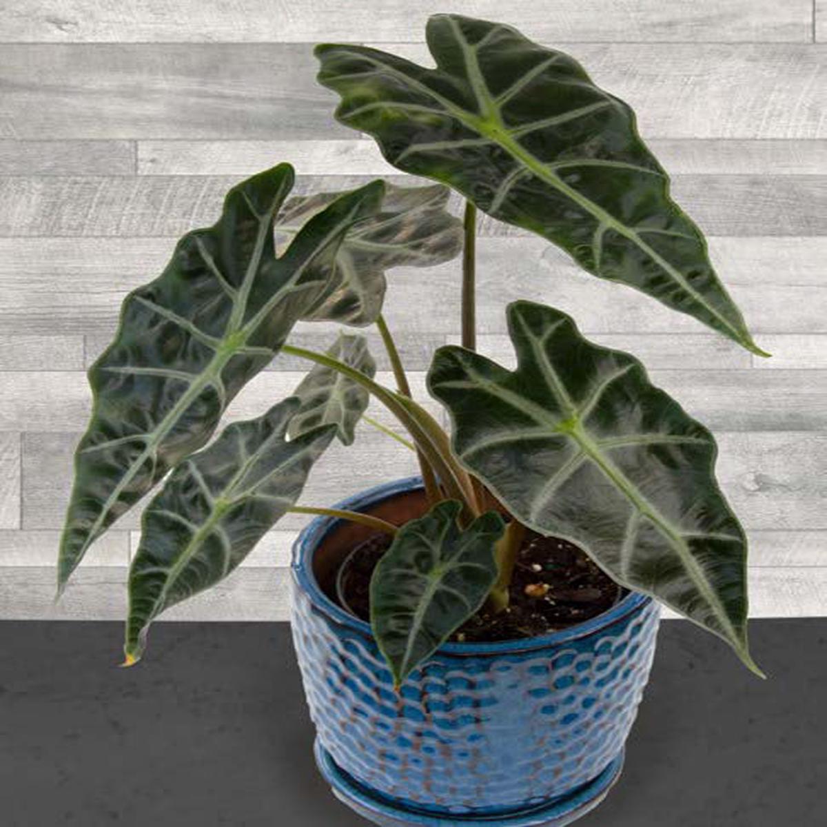 Alocasia Dwarf Amazonica (Alocasia amazonica)