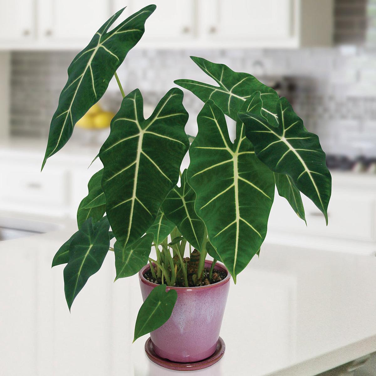Alocasia Frydek (Alocasia hybrid)