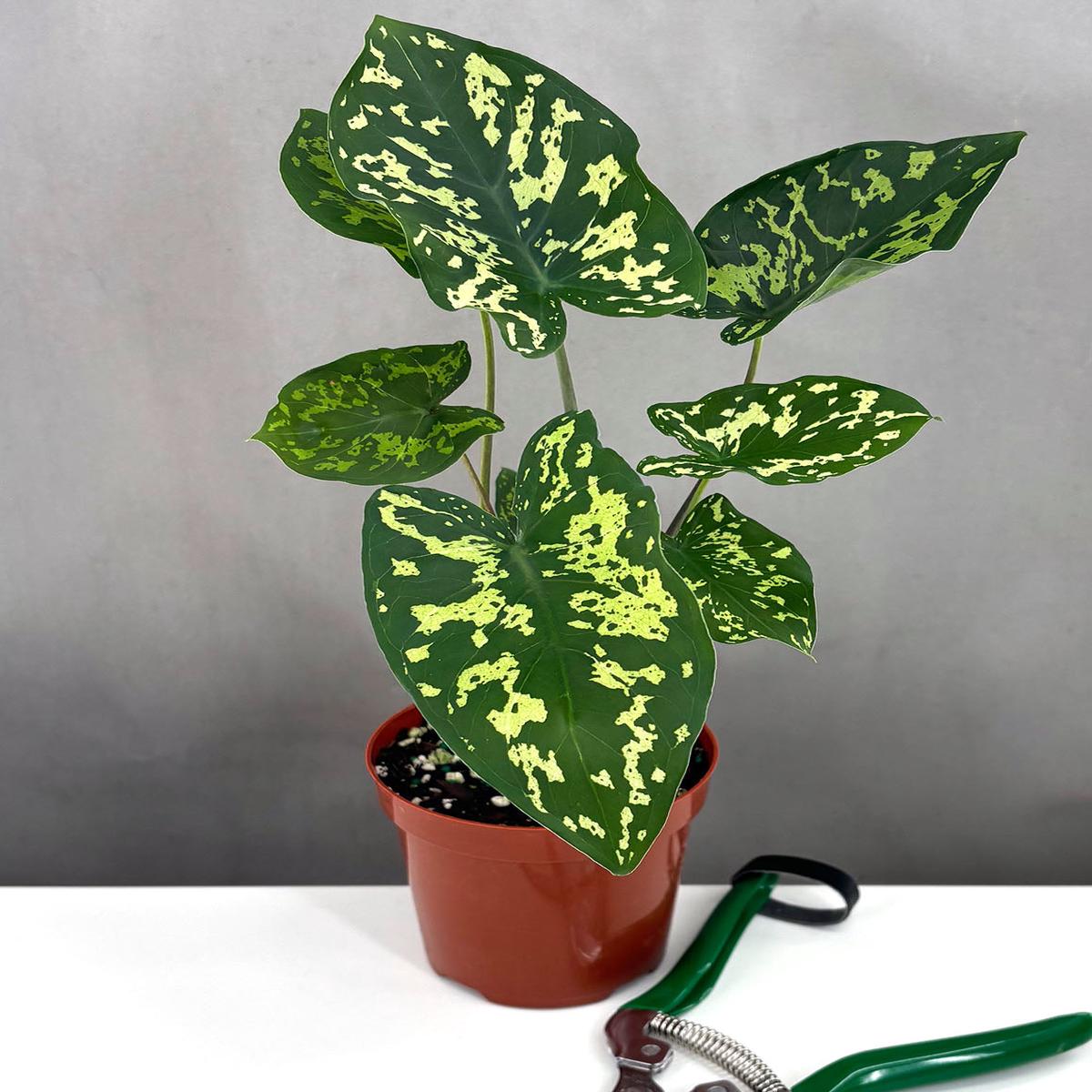Alocasia Hilo Beauty