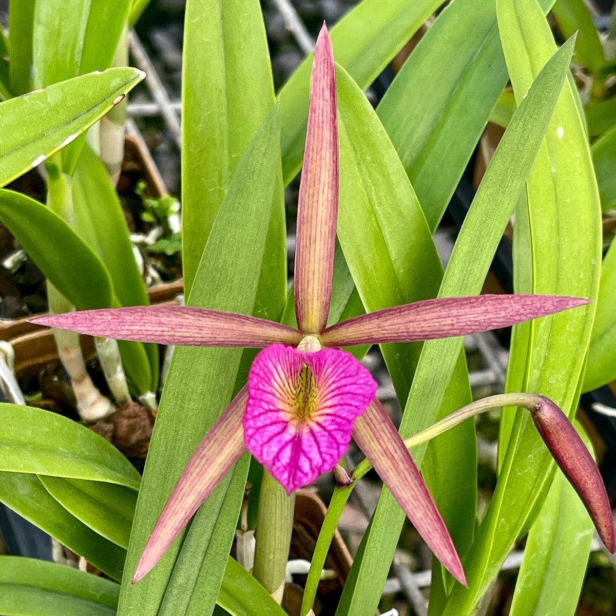 Bc. Orchid Hamlyns Magic Leilani (Brassocattleya hybrid)
