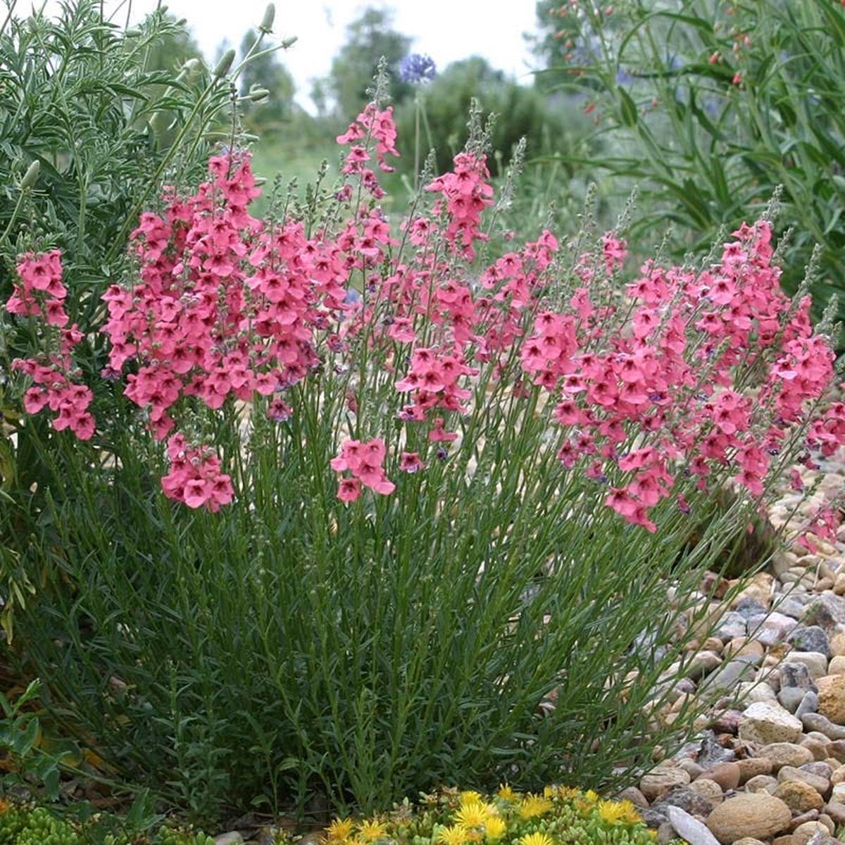 Coral Canyon Twinspur (Diascia)