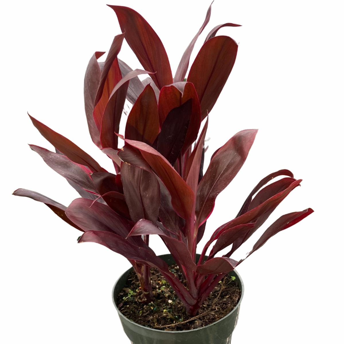 Cordyline 'Calypso Queen'