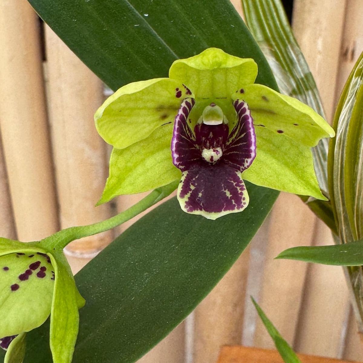 Den. Andre Millar (atroviolaceum x convolutum) (4" Pot)