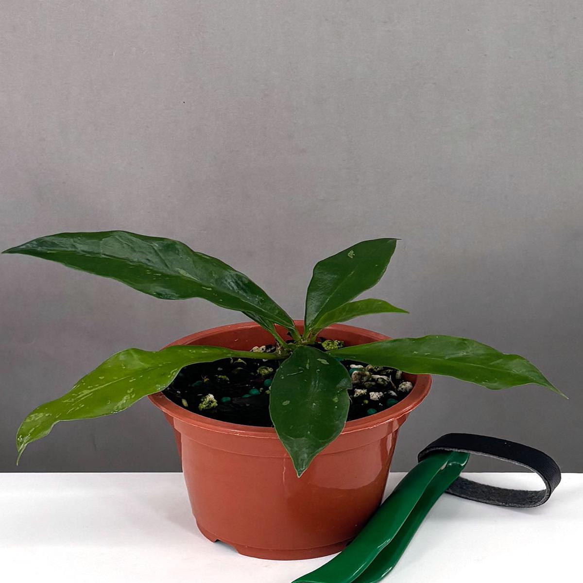 Hoya Griffithii