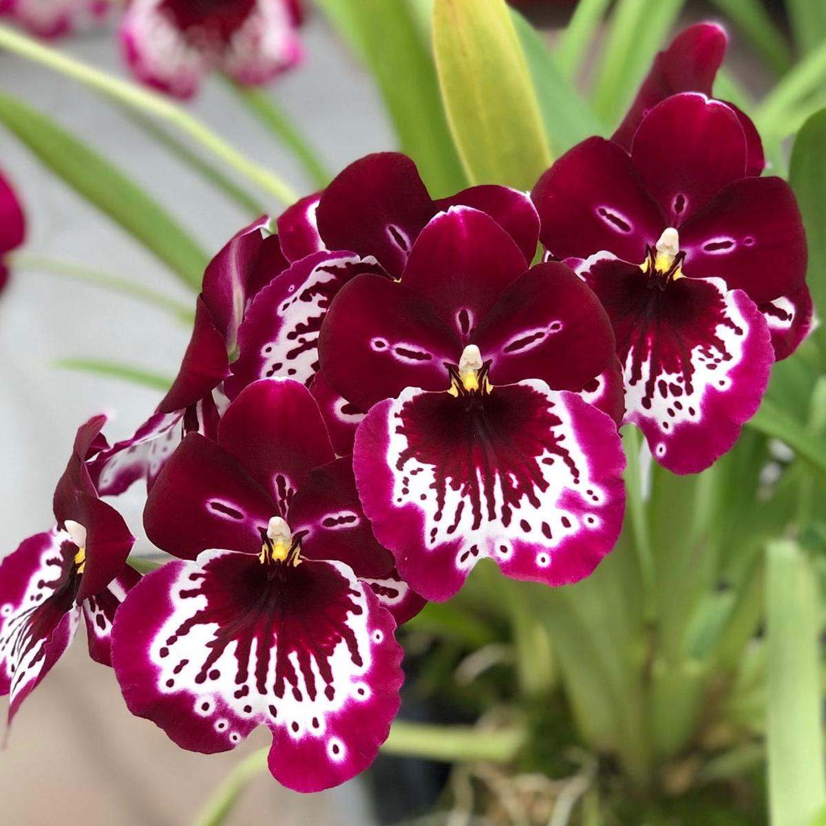 Mltnps. Lennart Karl Gottling 'Red Rim' (4" Pot) - Buds