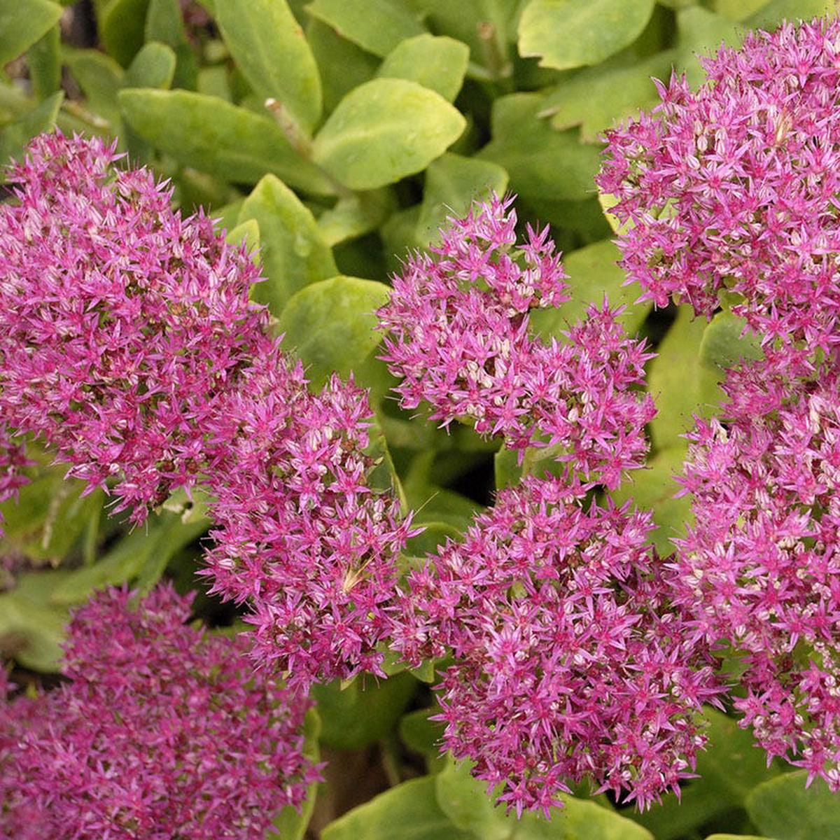 Neon Sedum