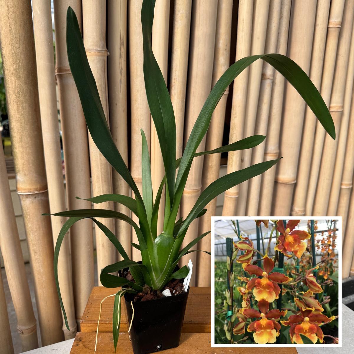 Odcdm. Catatante 'Kilauea Karma' (4" Pot) -Not Blooming