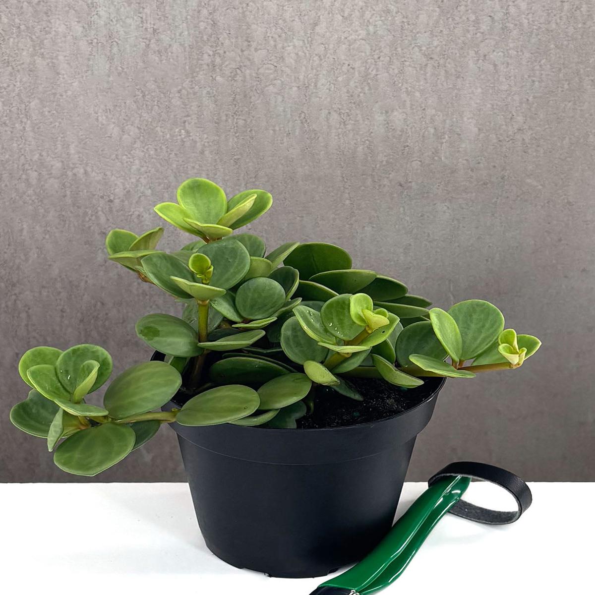 Peperomia Hope