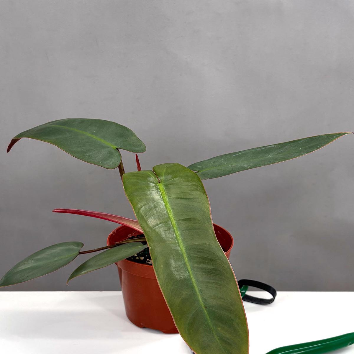 Philodendron Atabapoense