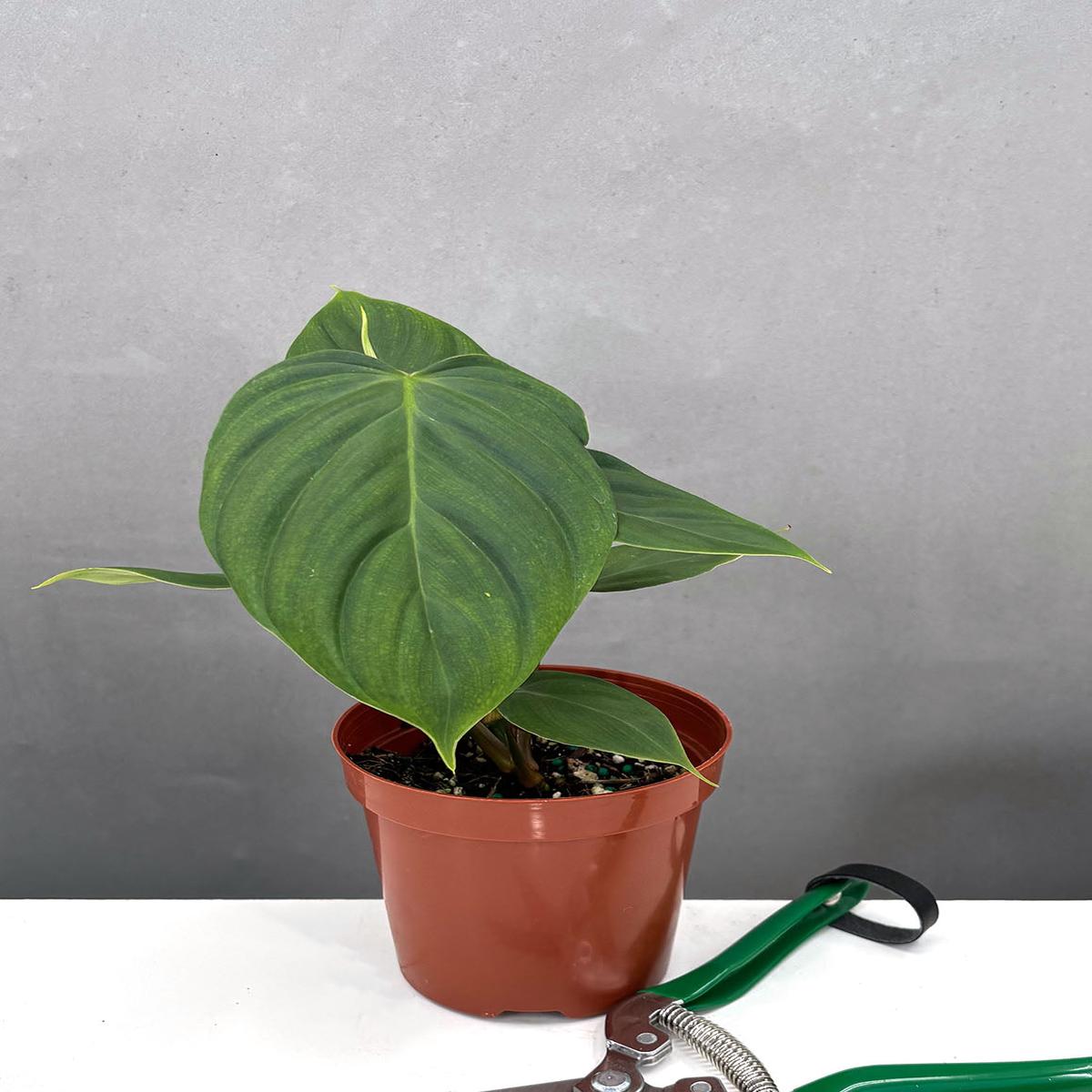 Philodendron Fuzzy Petiole