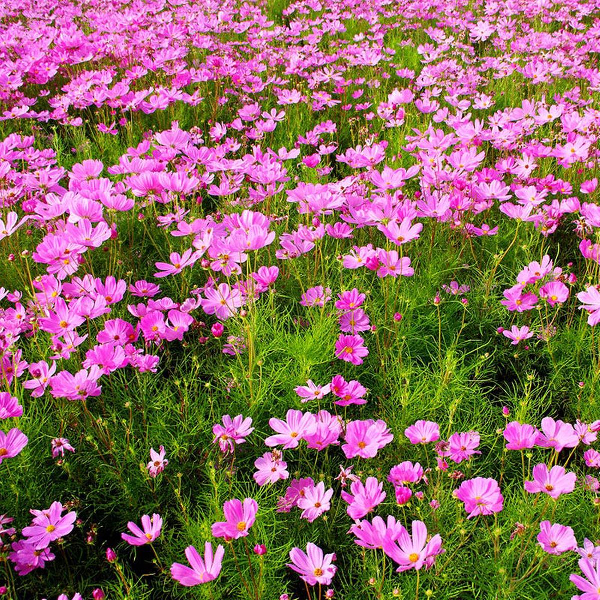 Pinkie Cosmos Seeds