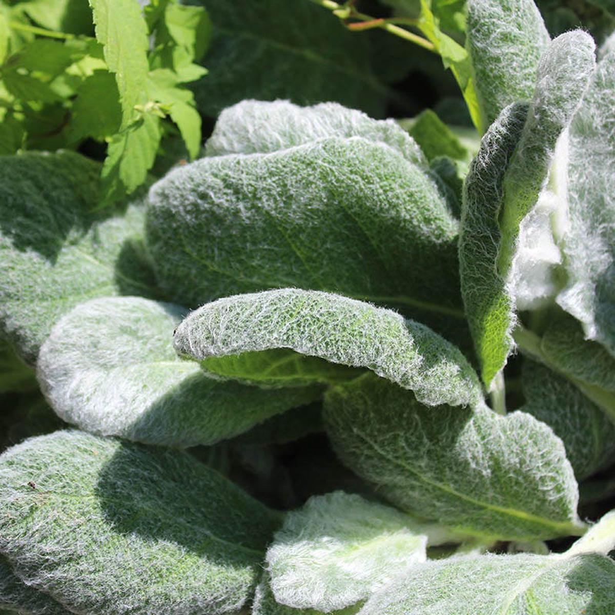 Silver Salvia