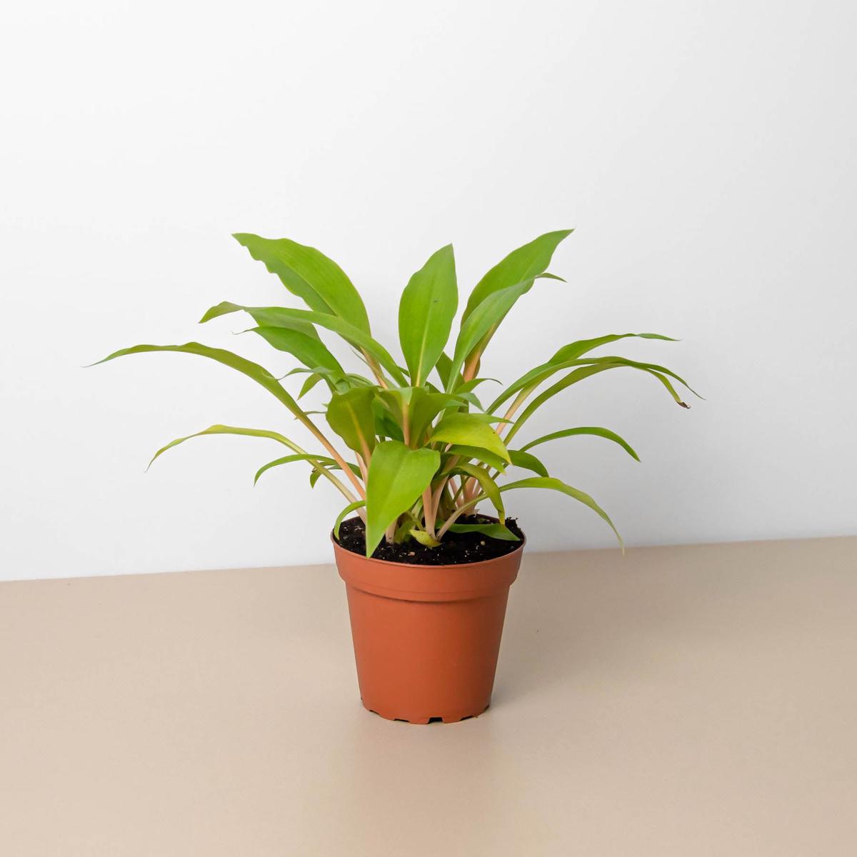Spider Plant 'Fire Flash'