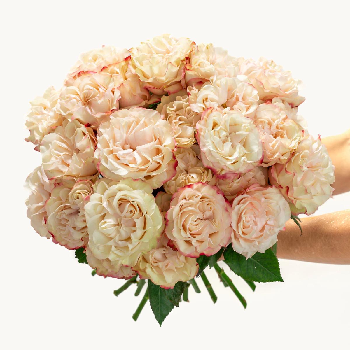 Vanilla Kiss Roses