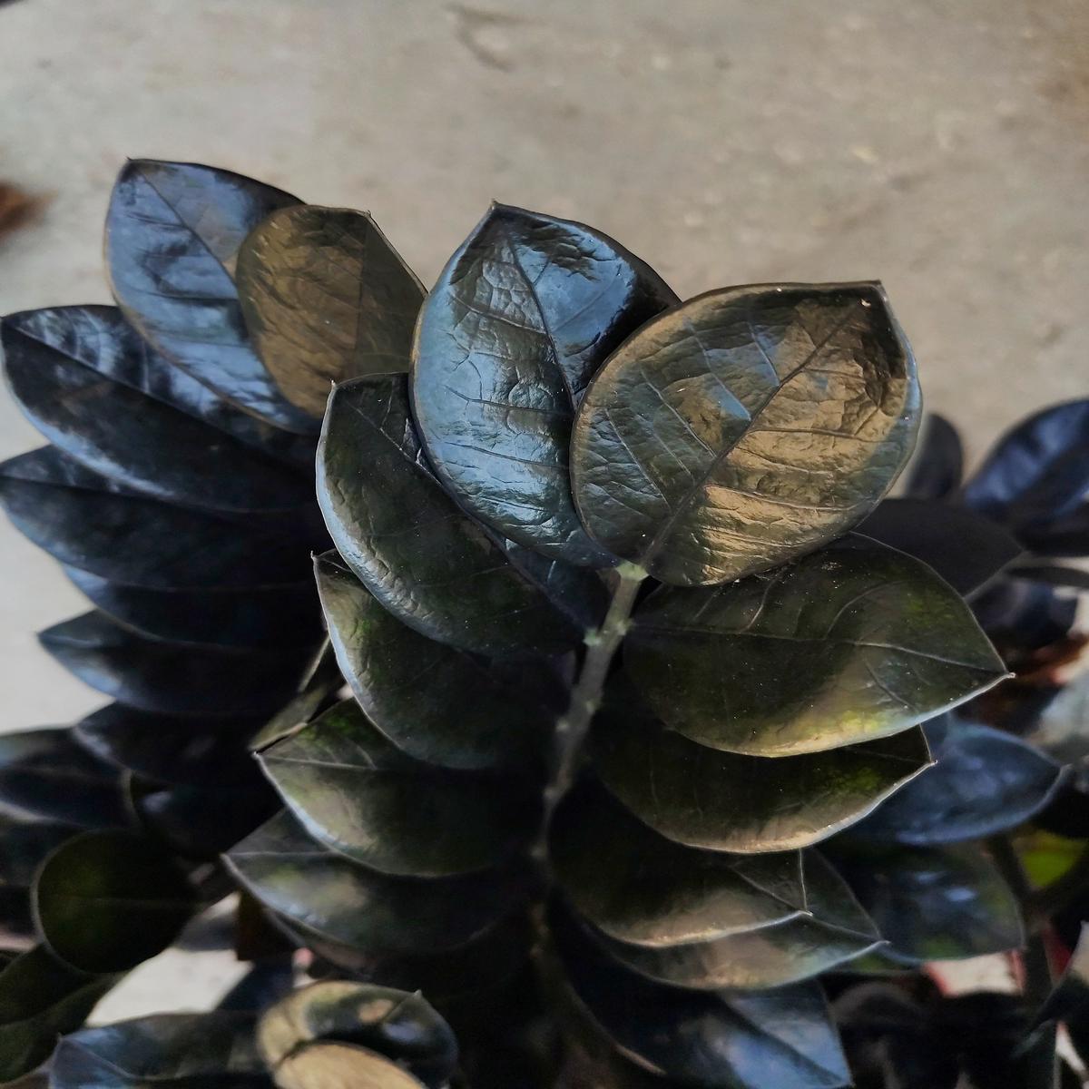 Zamioculcas Raven  ZZ plant noir, plante increvable moderne