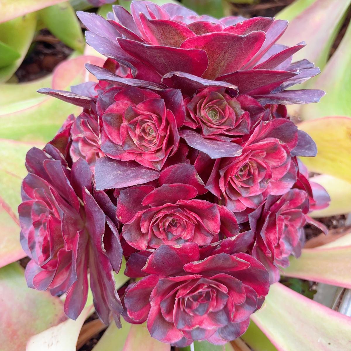 Aeonium Black Gold Rose VarigatedRootless cluster20cm