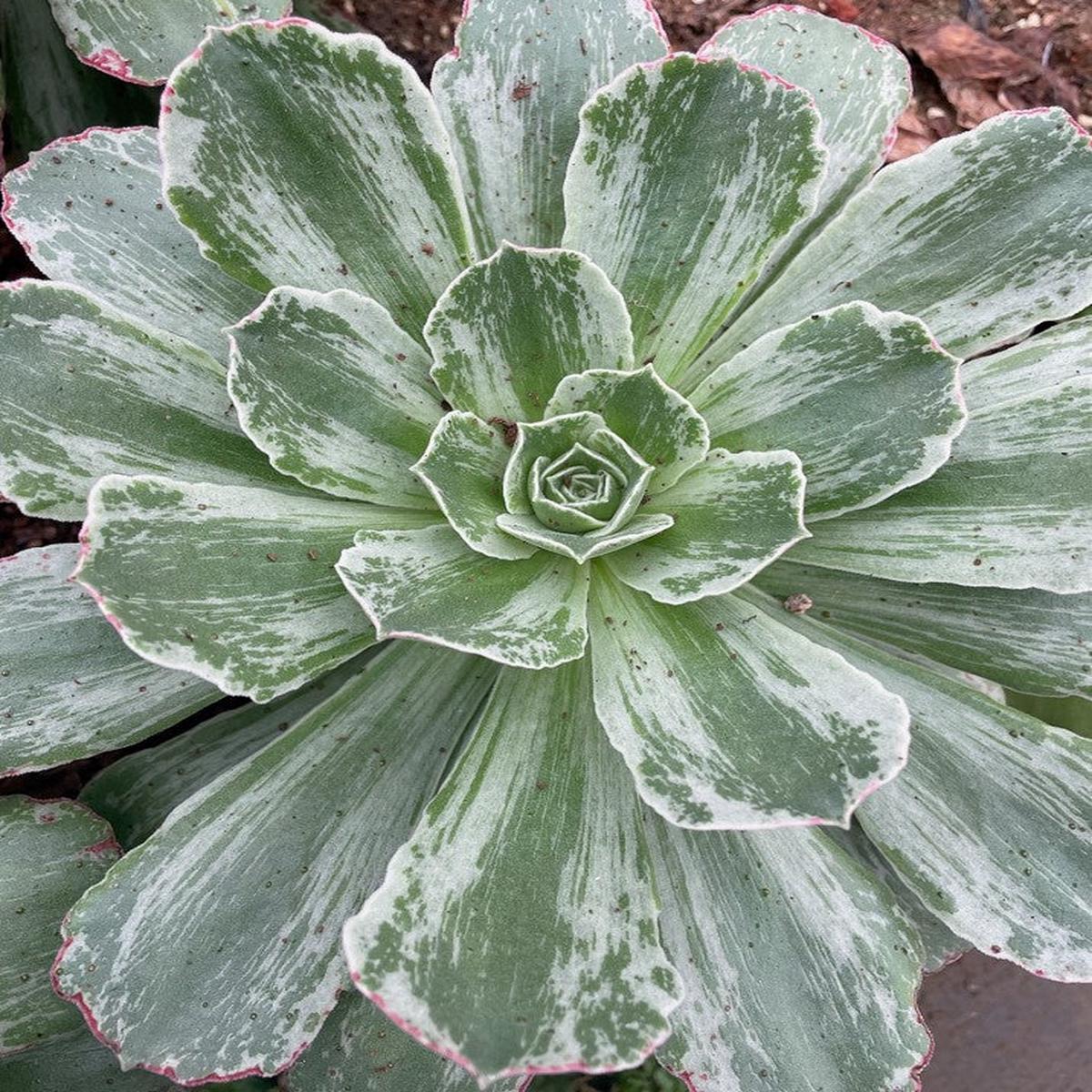Aeonium EverestCutting 20cm