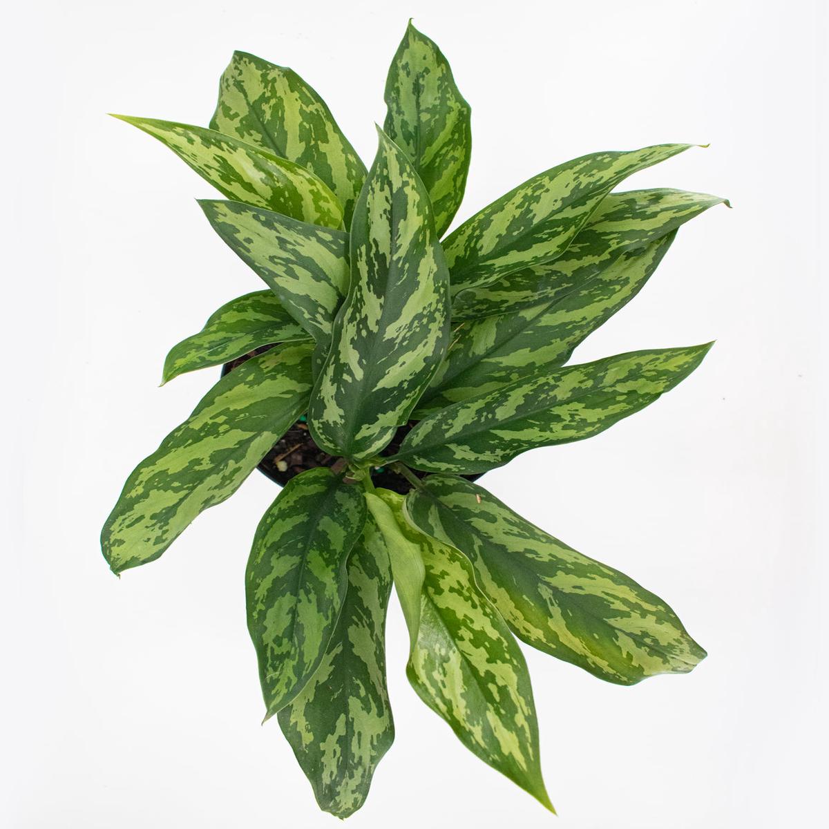Aglaonema Mary Ann