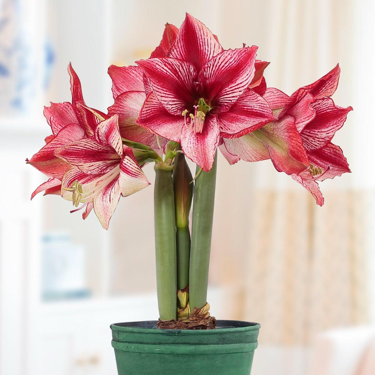 Amaryllis Peruvian Revelation (Hippeastrum hybrid)