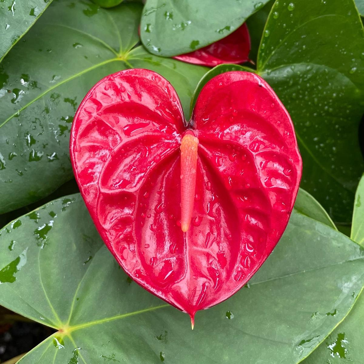 Anth. Madame Pele (Red Obake) - 4" Pot