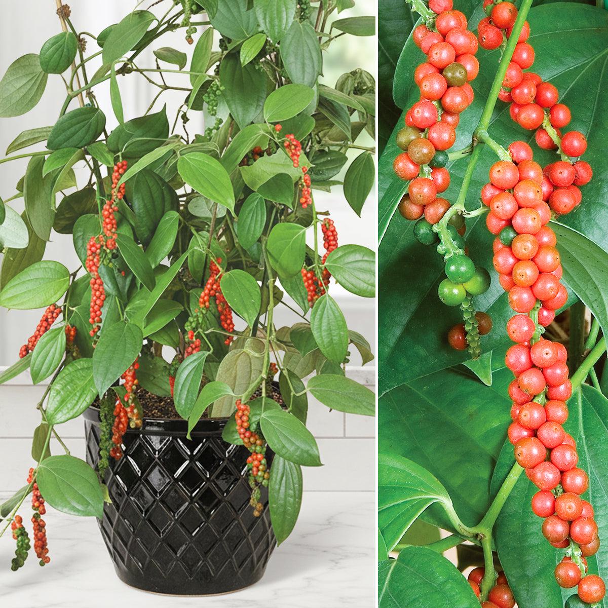 Black Pepper Plant (Piper nigrum)