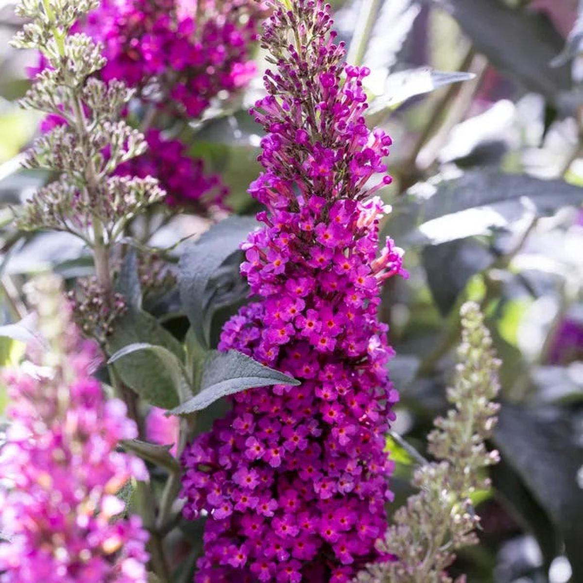 Buzz Hot Raspberry Butterfly Bush (Buddleia)