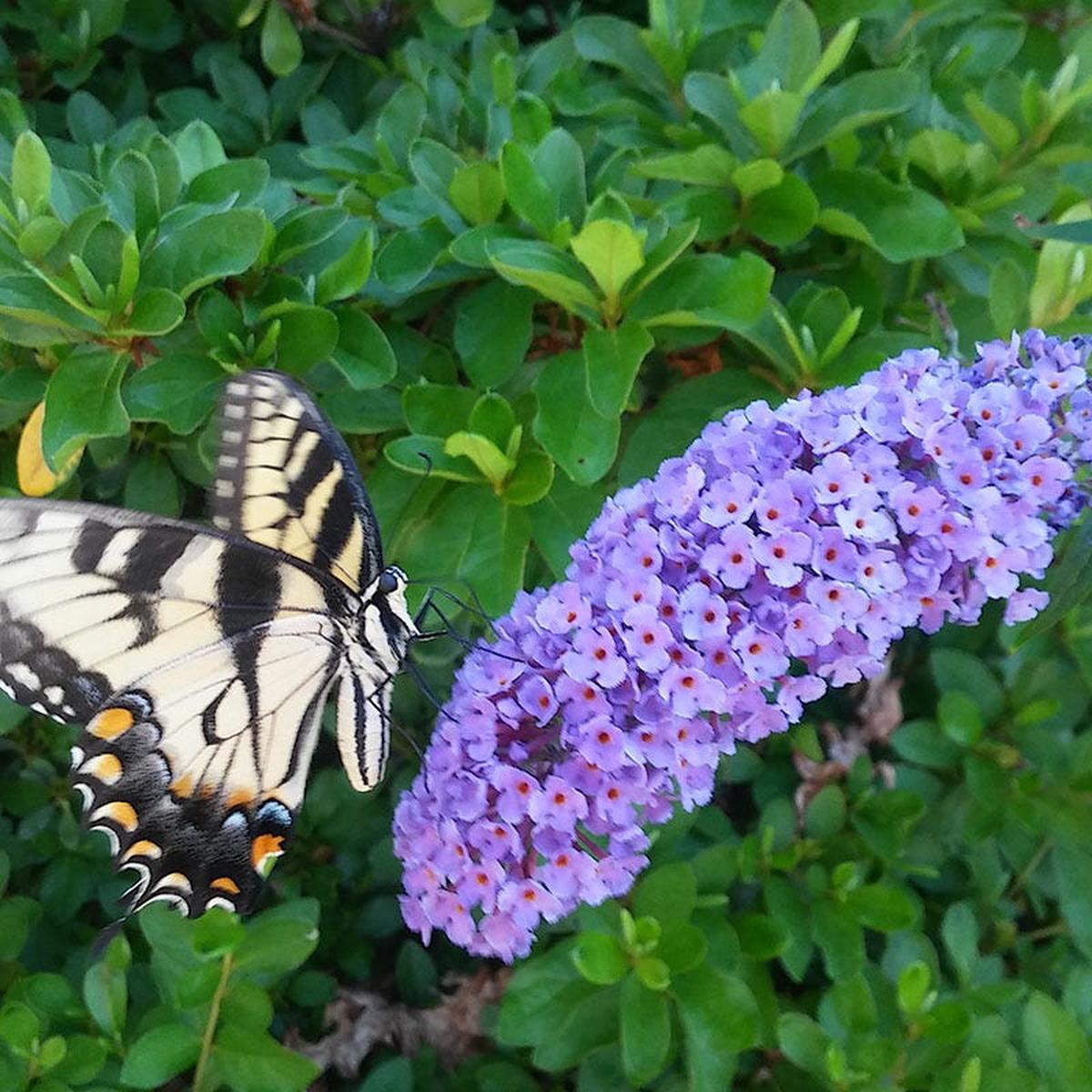 Buzz Lavender Butterfly Bush