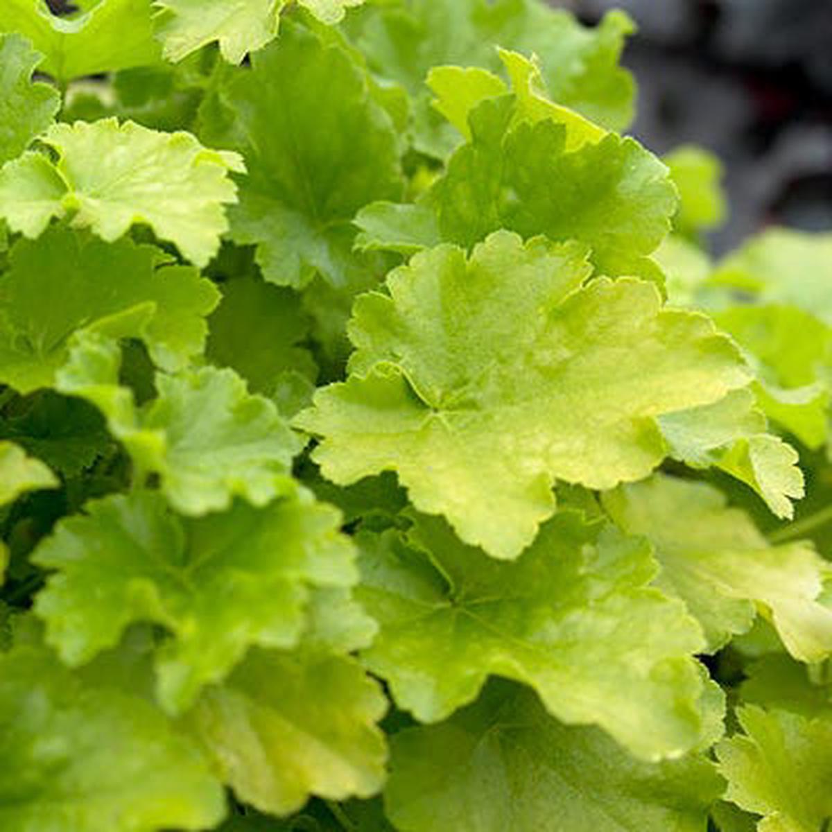 Citronelle Coral Bells