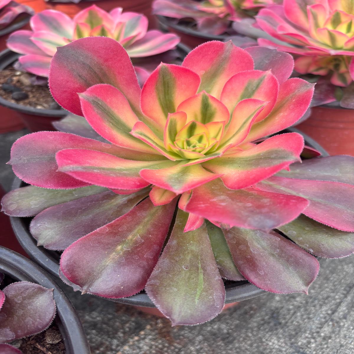 Cluster Aeonium Princess15cmAt Least 5 side heads.