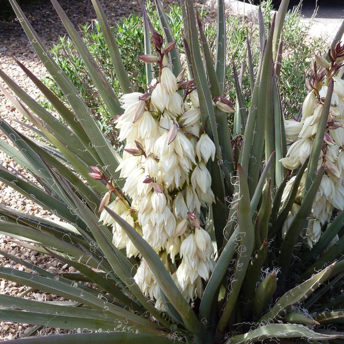 Compact Banana Yucca