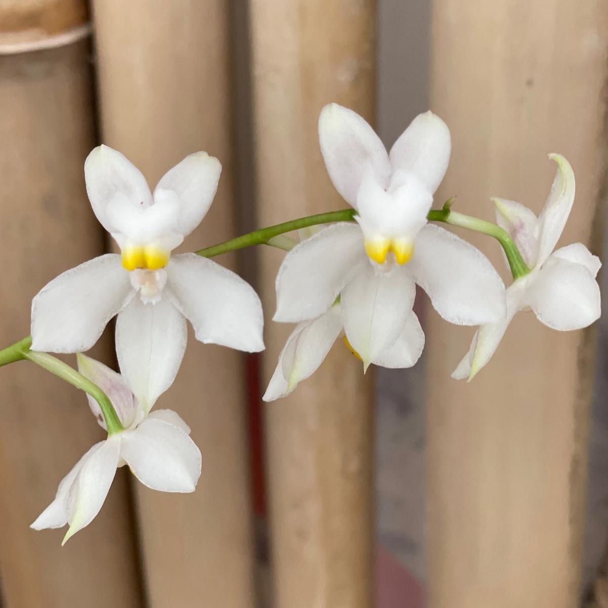 Cuitlauzina pulchella x self