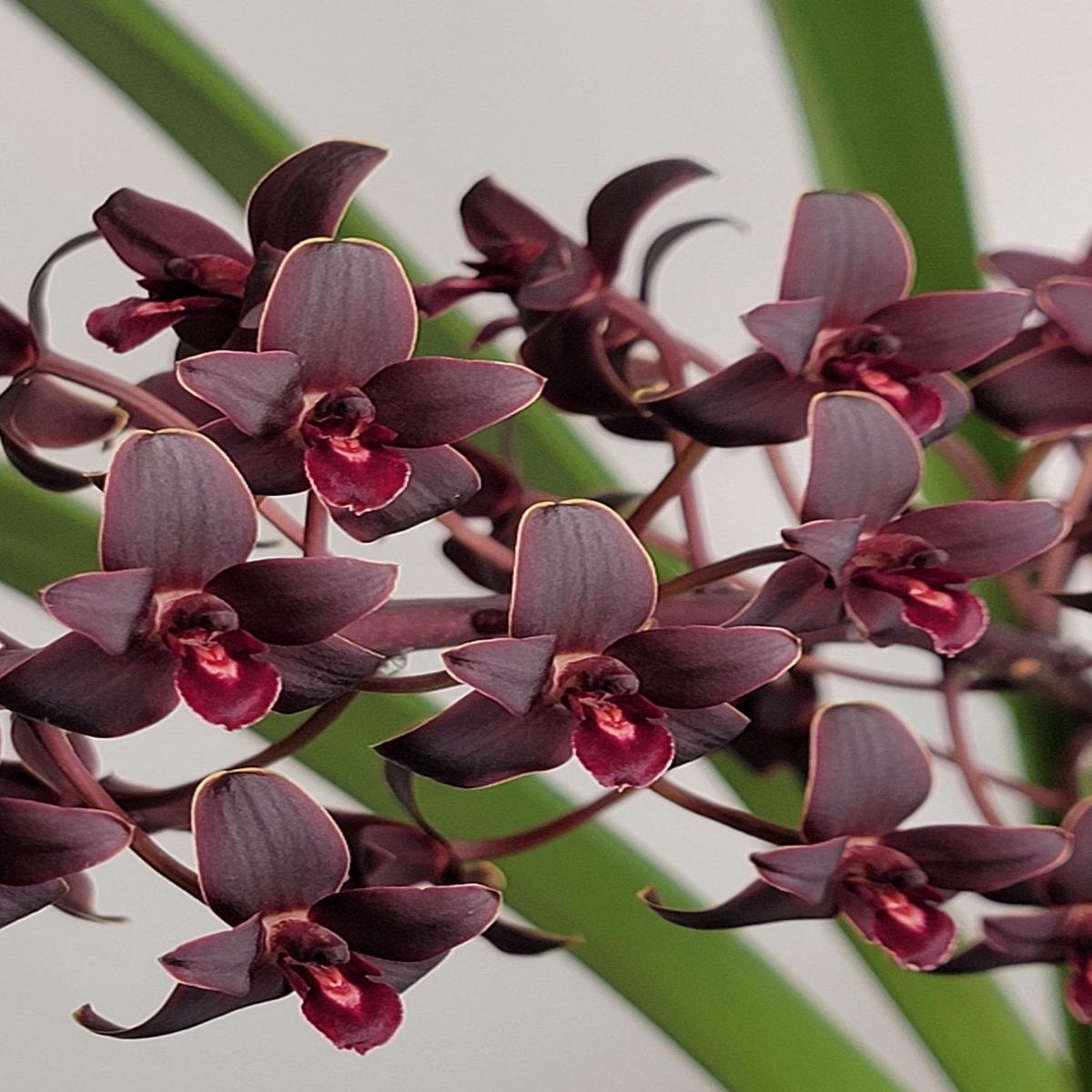 Cym. Helen Bannerman 'Black Magic' AM/AOS