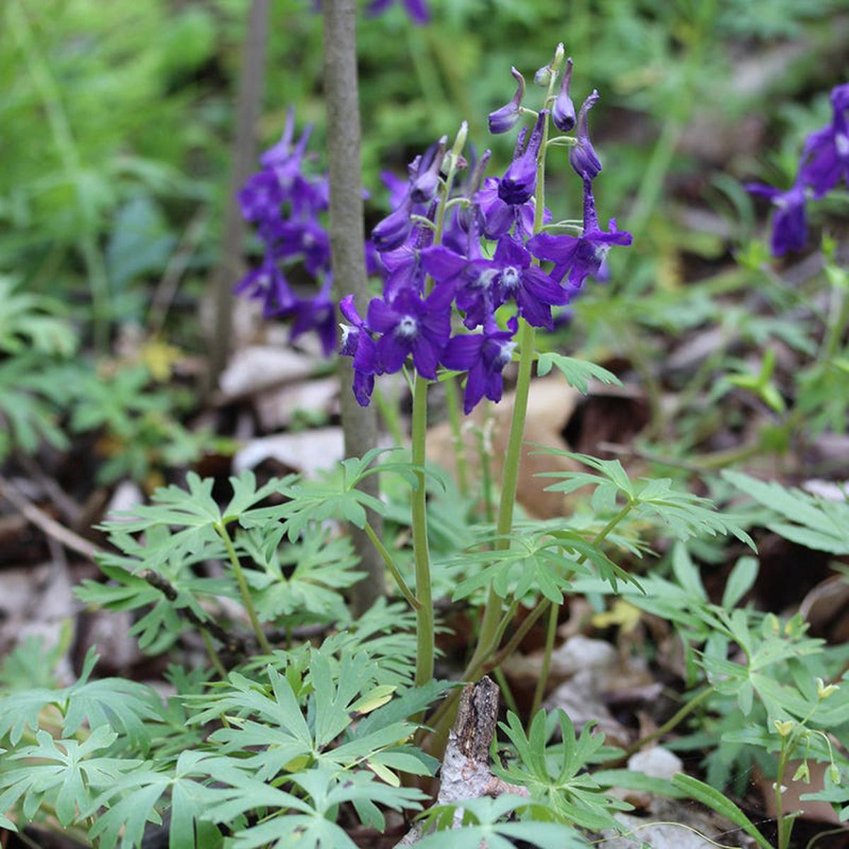 Dwarf Larkspur