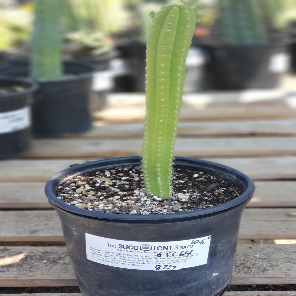 #EC64 EXACT Yungasocereus inquisivensis  Cactus 13-15