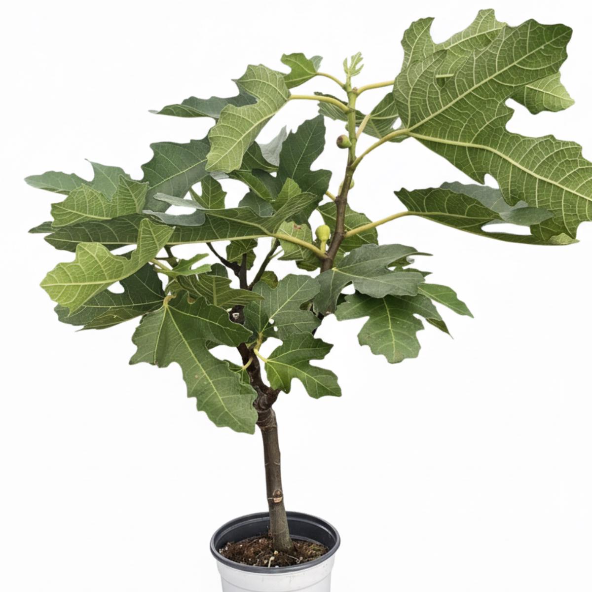 ED Fig