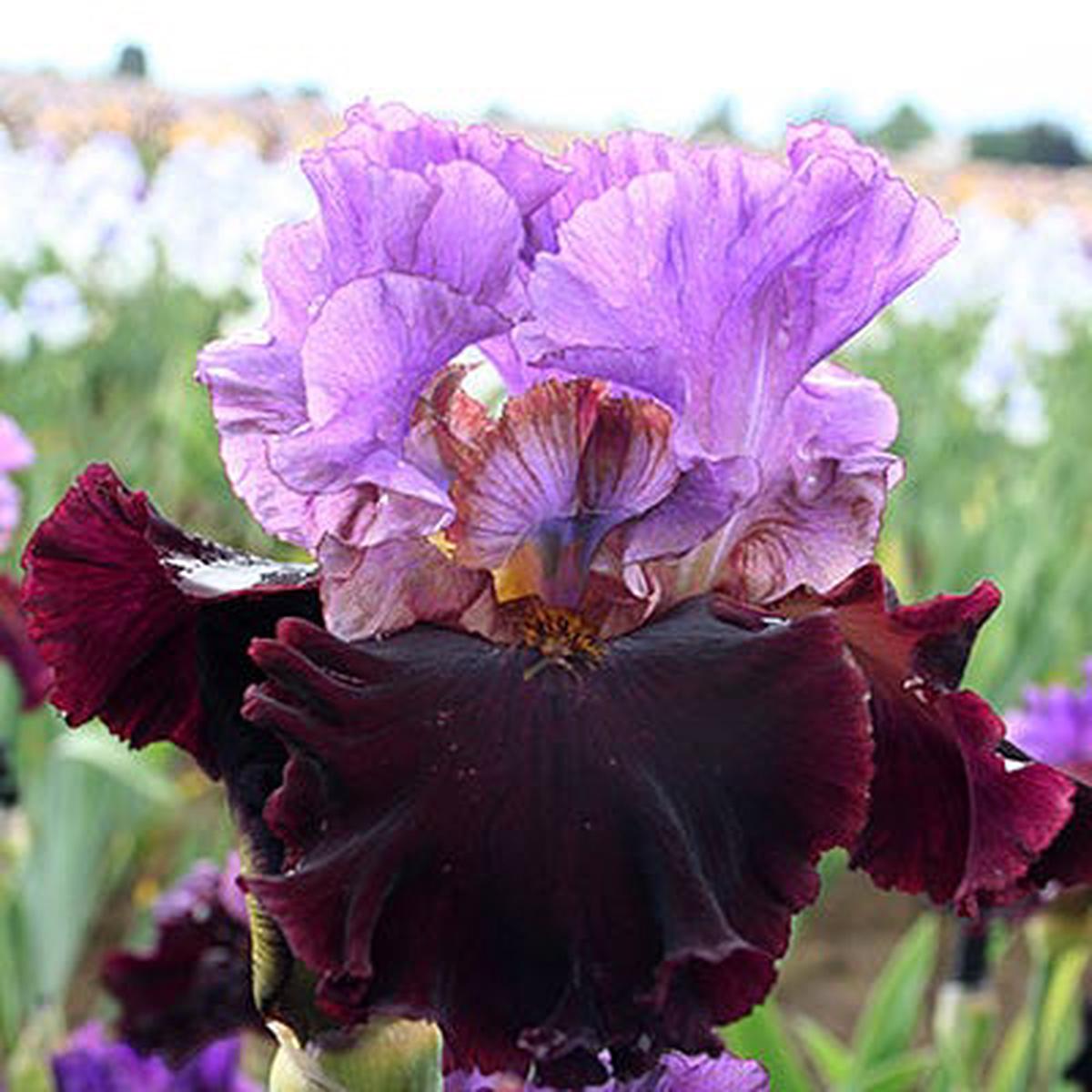 I'm Back Reblooming Bearded Iris