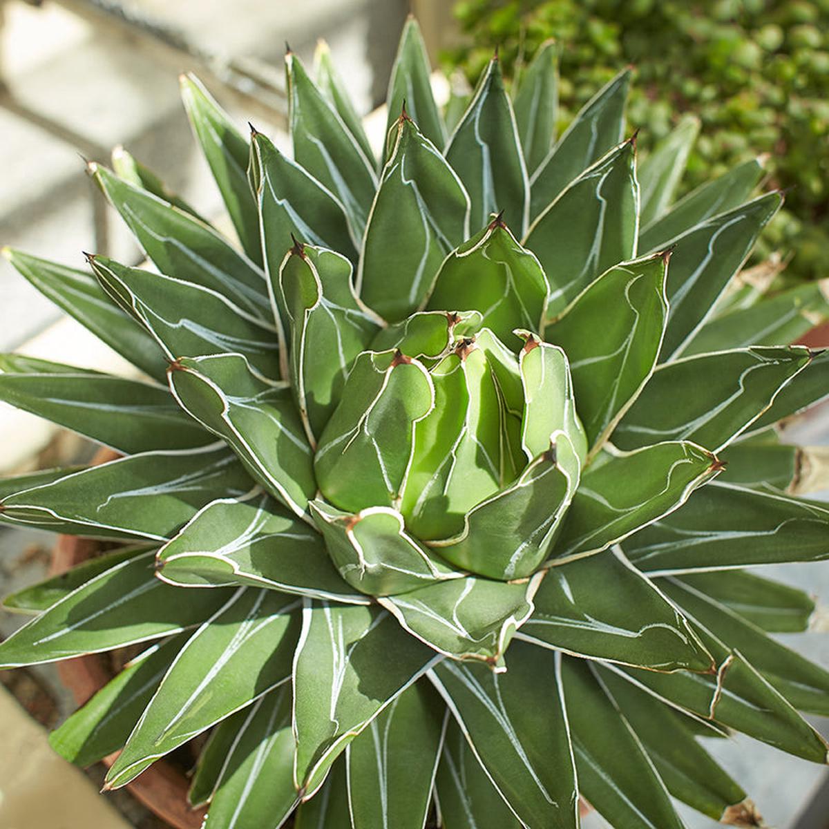 King Century Plant (Agave)