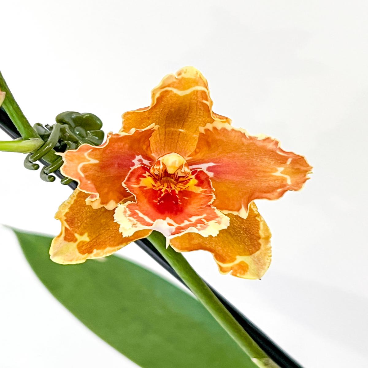 Onc. Leoville