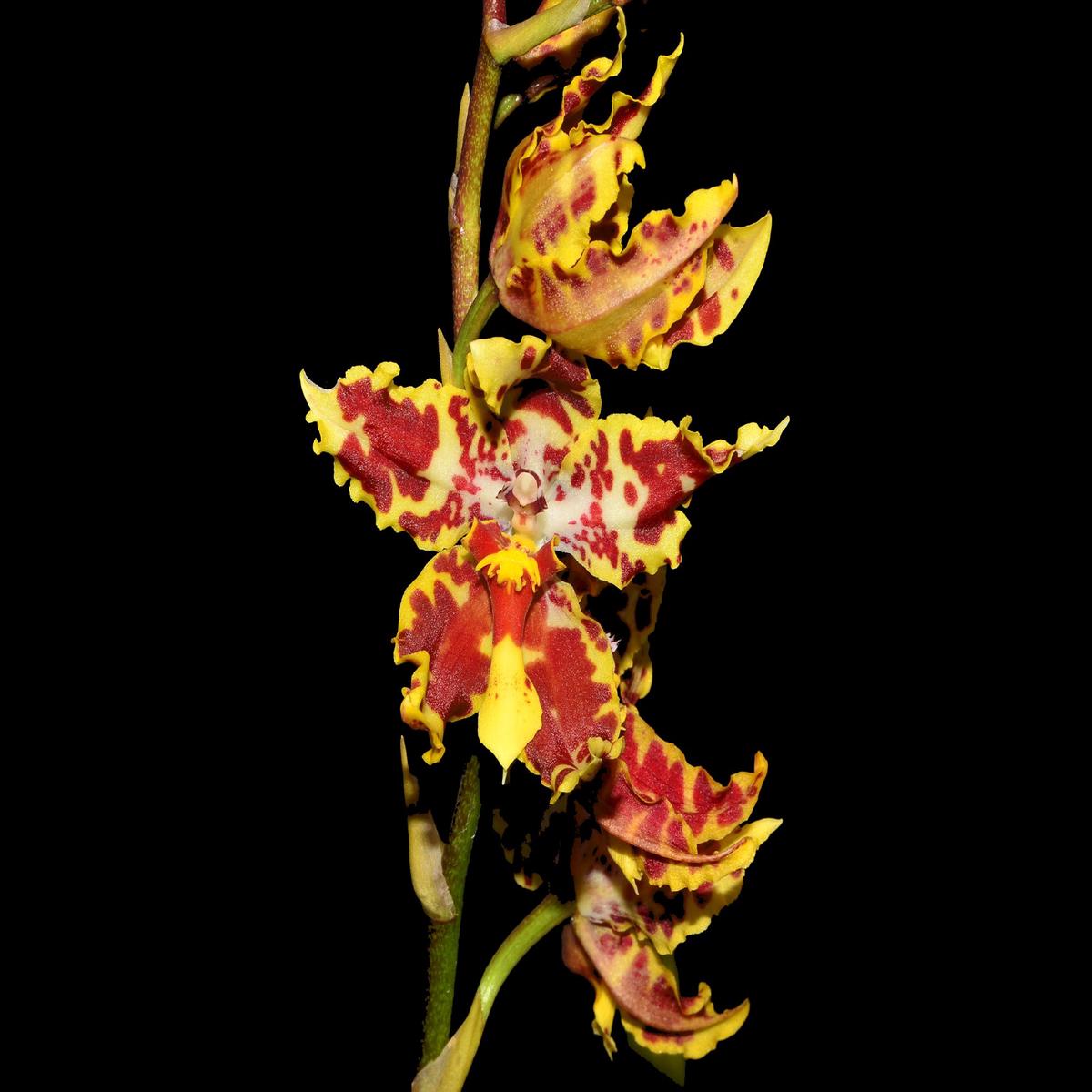 Otocidium Tom Mirenda