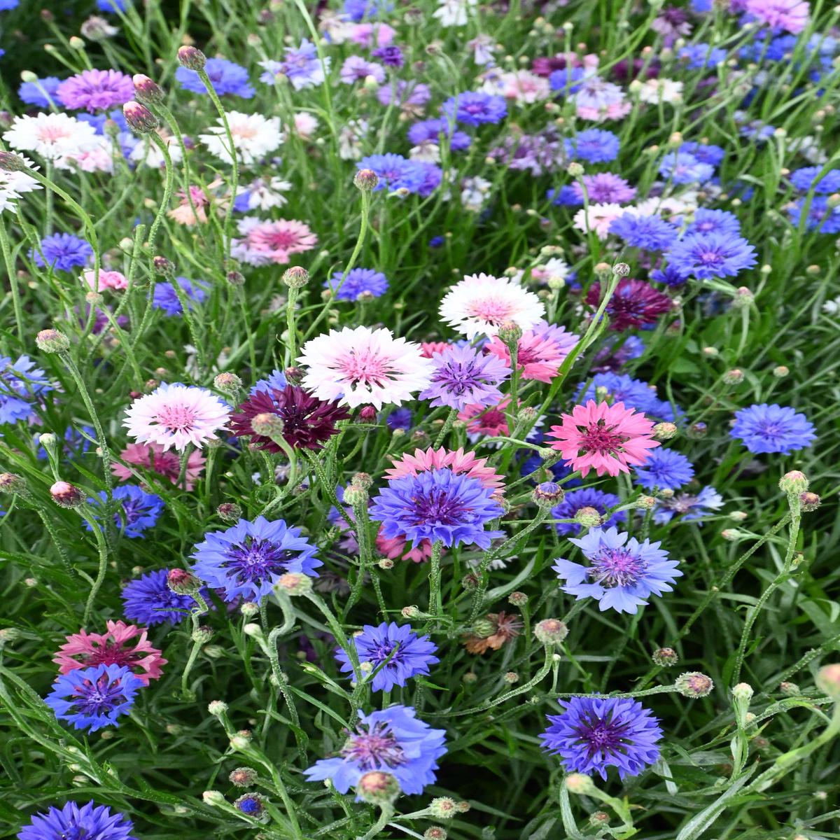Polka Dot Mix Bachelor Buttons Wildflower Seed