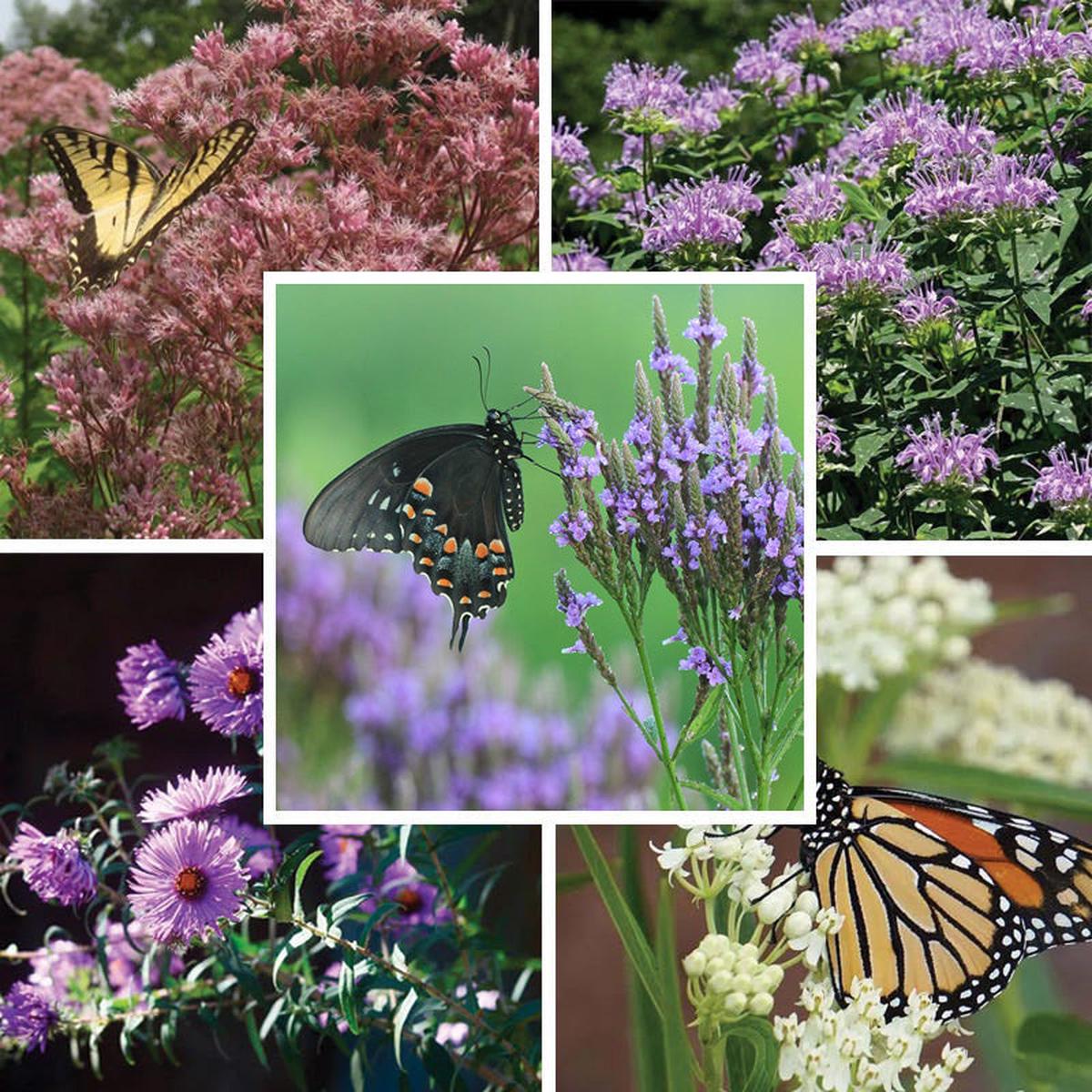Pollinator Meadow Native Plant Collection