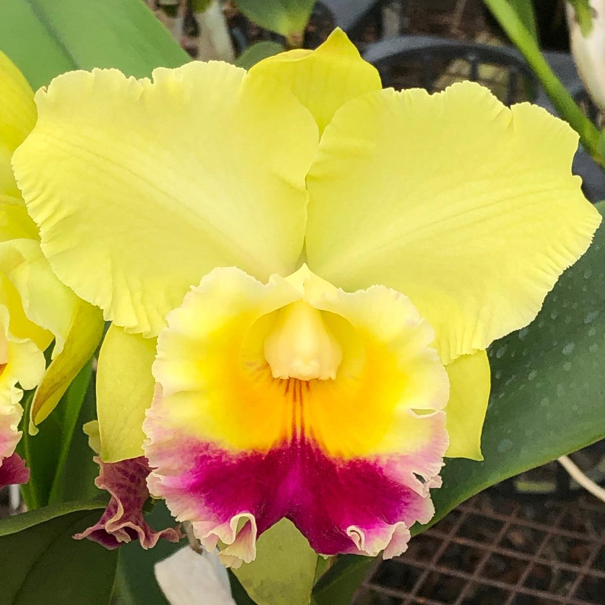 Rlc. Charlene Sau Yee Liu 'Volcano Prince' (5.5" Pot) - Buds