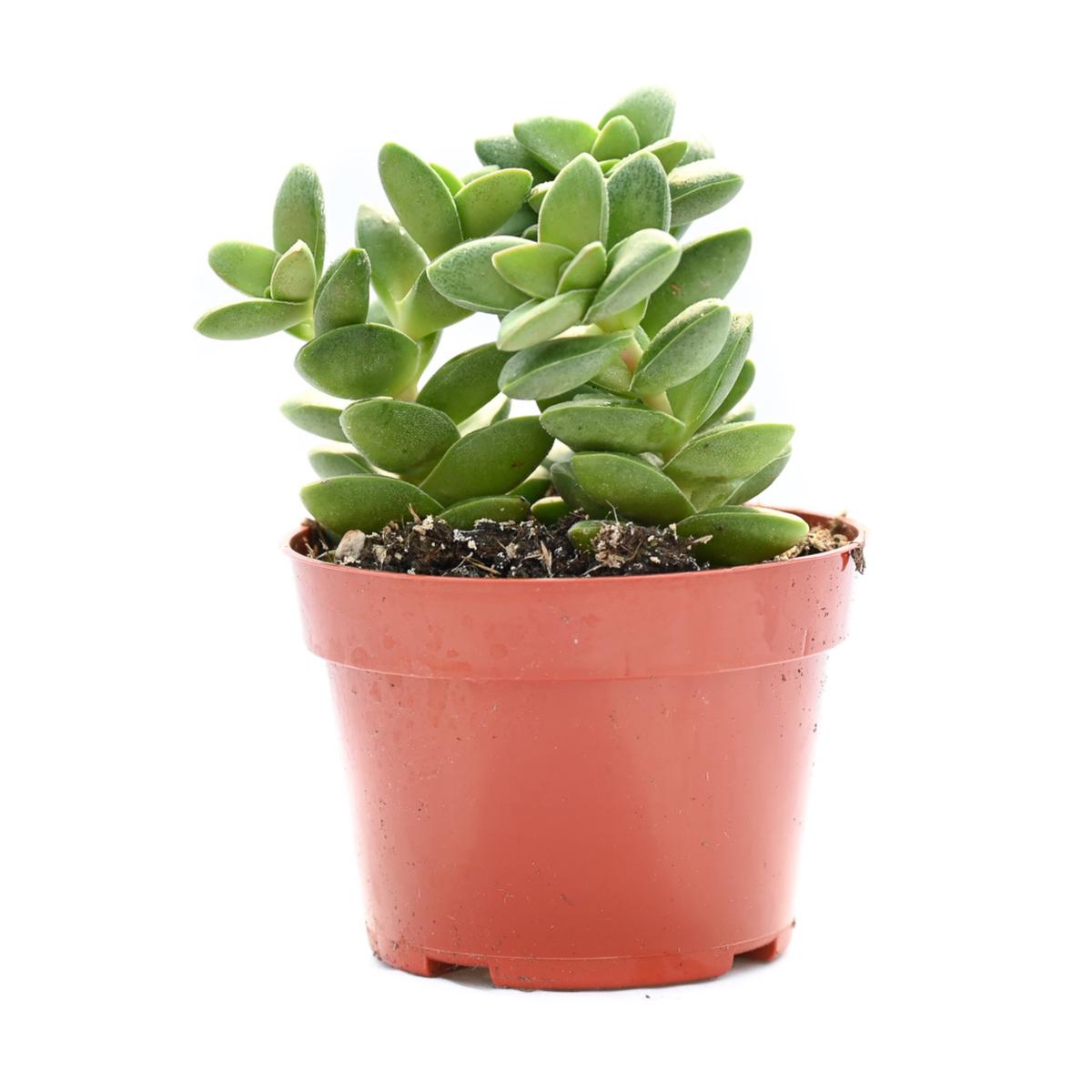 Sedum Adolphii Golden