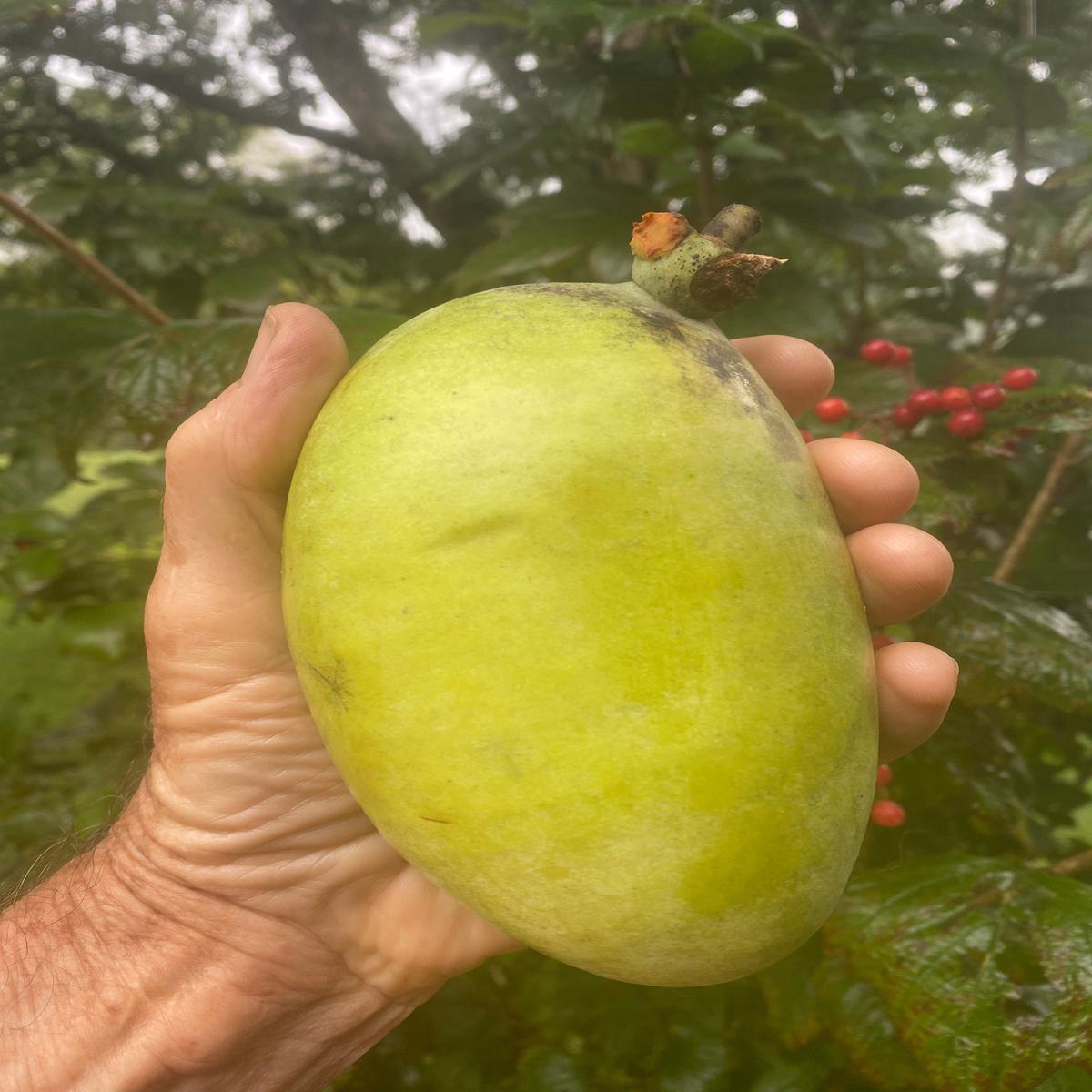 Shenandoah Pawpaw