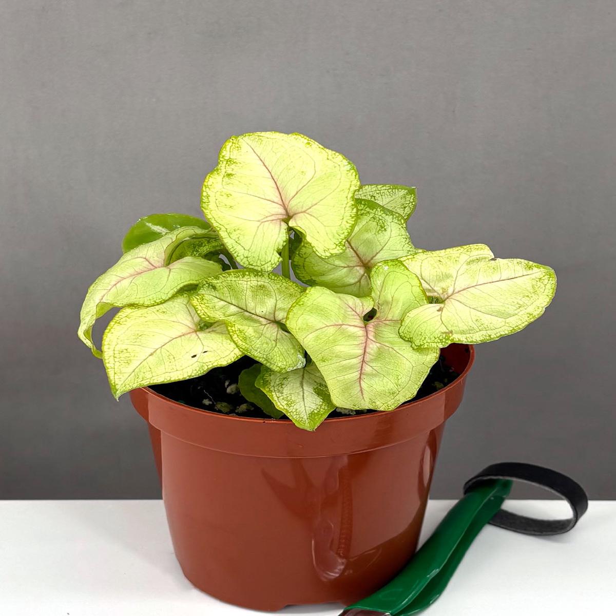 Syngonium Chiffon Allusion