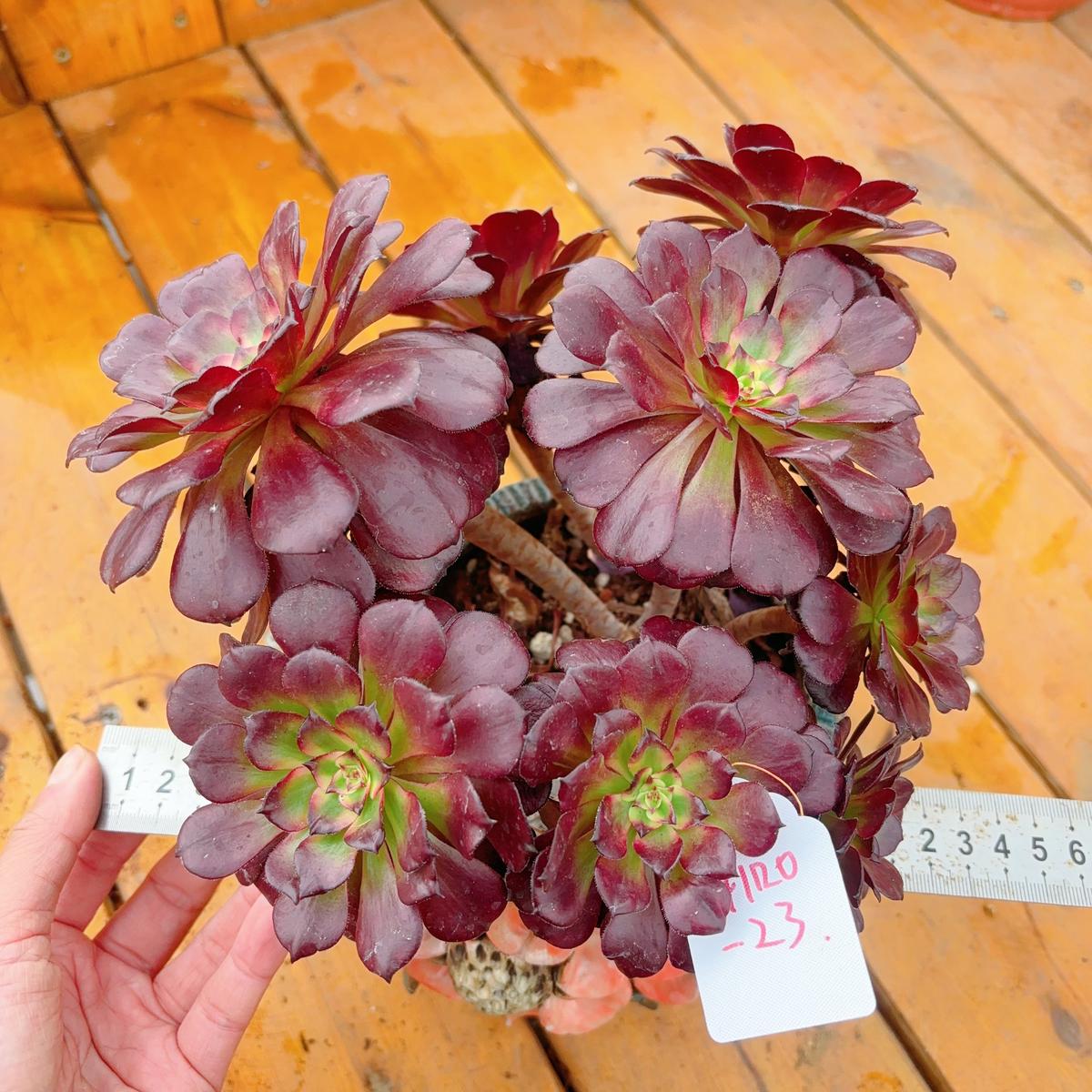UniqueNo.241102-23.Aeonium MeijiCluster.Sizes Shown in Photos.