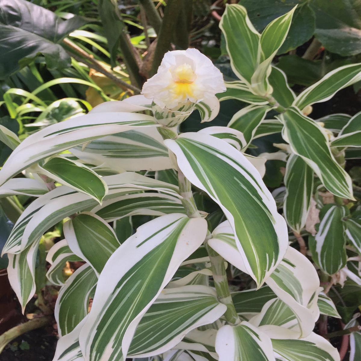Variegated Spiral Ginger (Costus arabicus Variegatus)