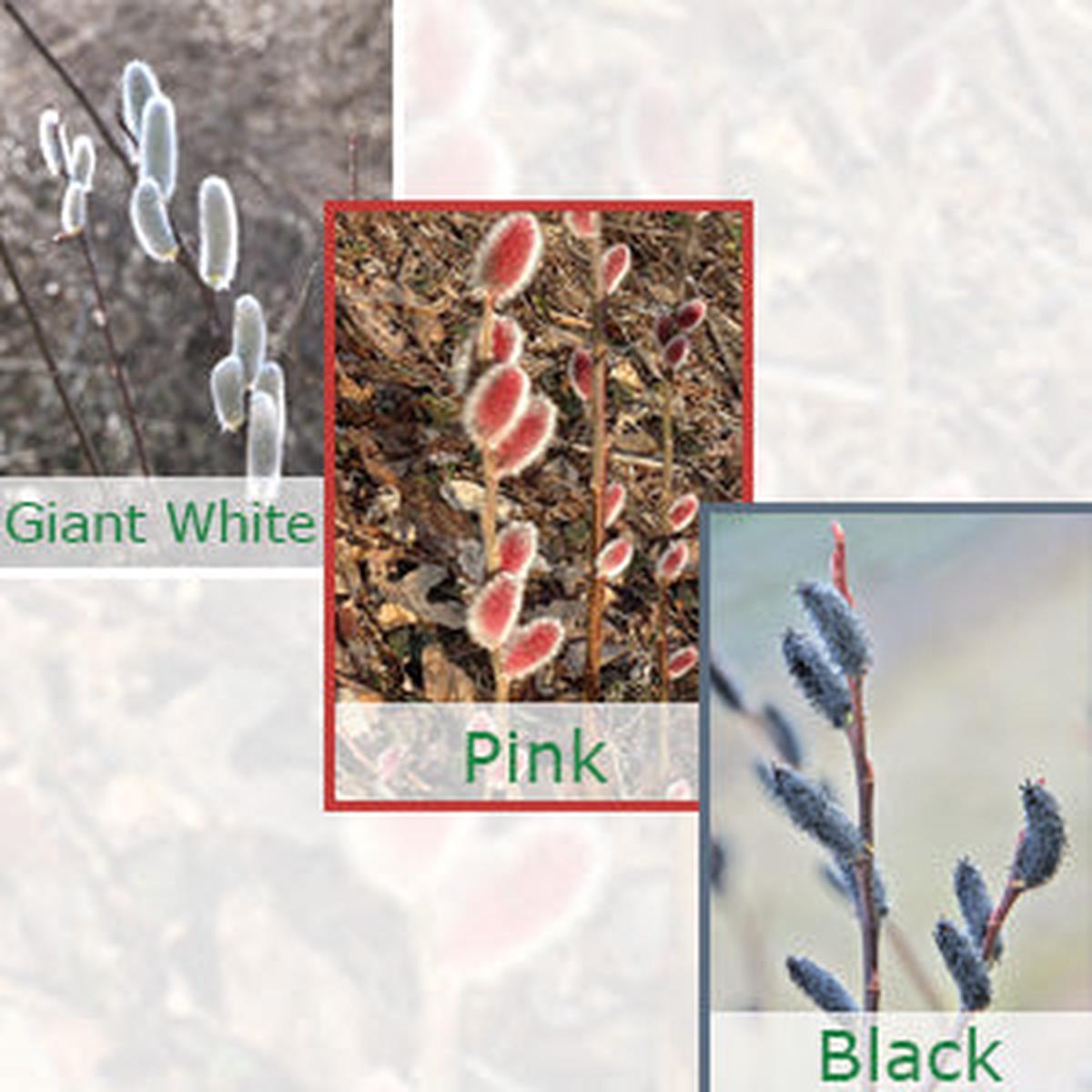 White, Pink and Black Pussy Willow Collection (Salix)